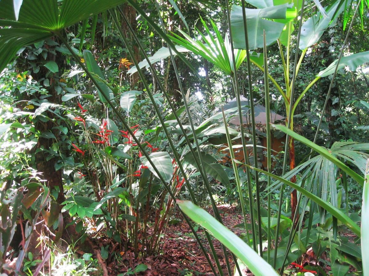 Korrigan Lodge Cahuita Rom bilde